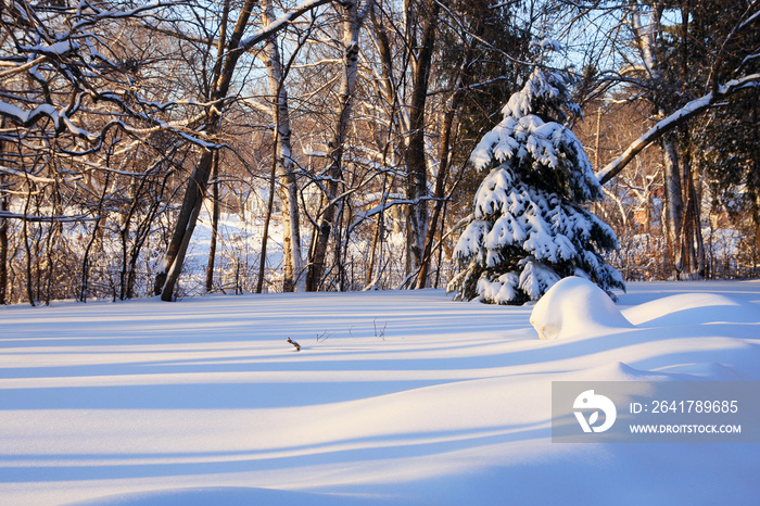 Beautiful winter morning landscape. Scenic view with a spruce and fresh snow that is striped by the 