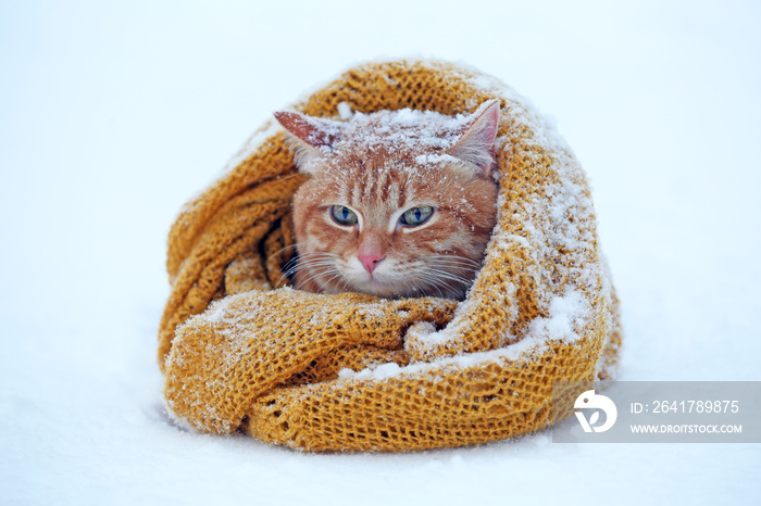 雪底裹着围巾的漂亮红猫