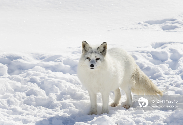 北极狐（Vulpes lagopus）在白色背景下被隔离，站在Ca的雪地里