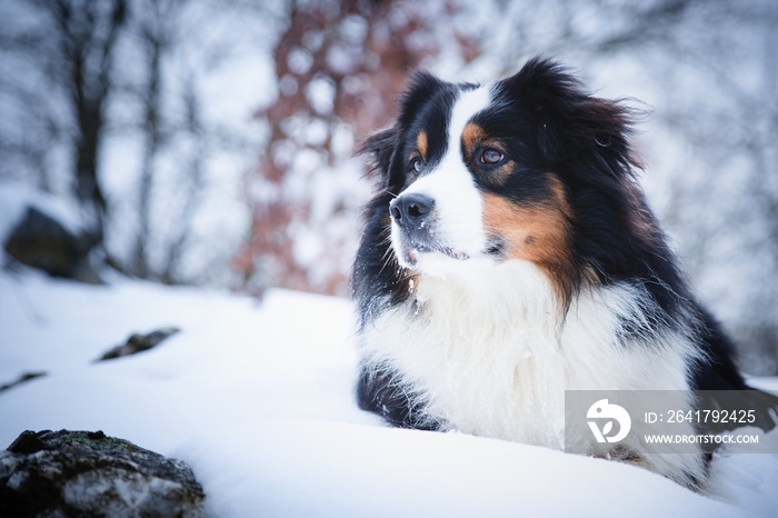 雪中的澳大利亚牧羊犬