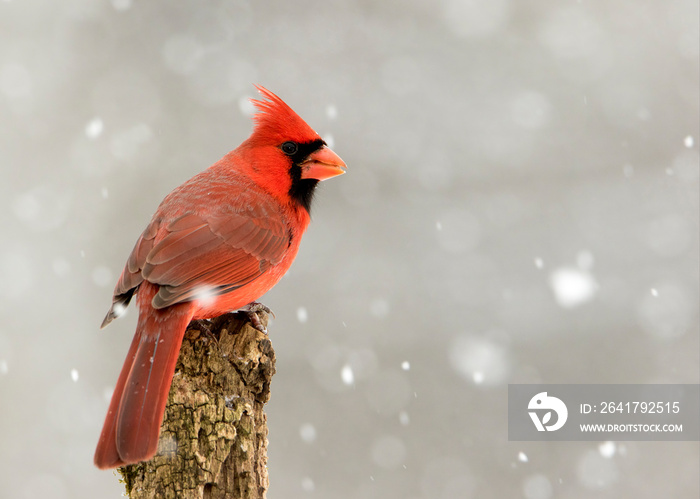 一位男性北方红衣主教（Cardinalis Cardinaris）在一代人中站在栖木上的美丽照片