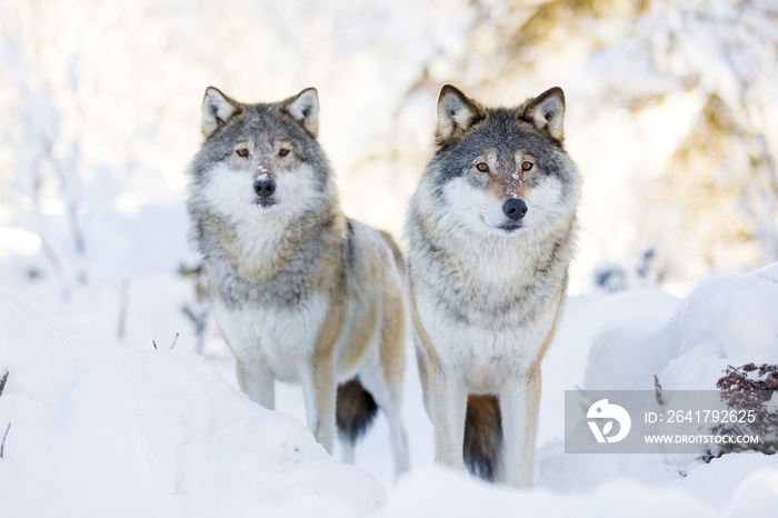 寒冷冬季森林中的两只狼
