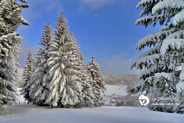 冬季景观，树木被雪覆盖