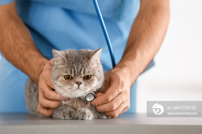 Veterinarian examining cute cat in clinic, closeup