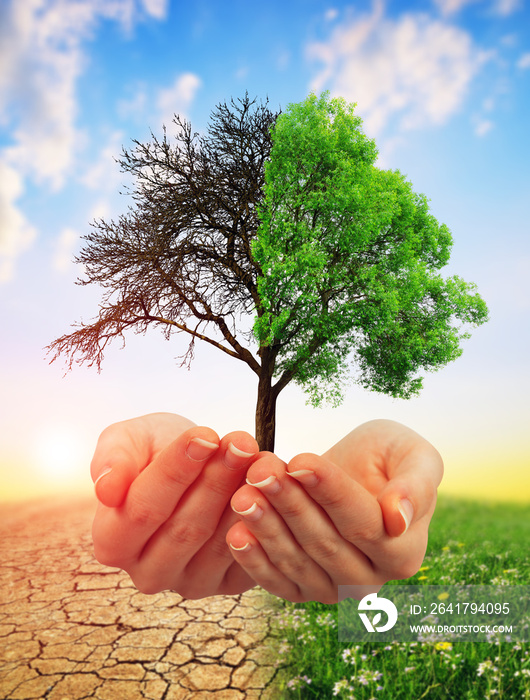 活树和死树在手。全球变暖或气候变化概念。
