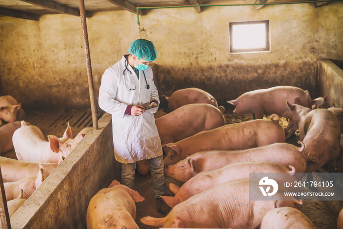 兽医在猪圈检查猪。现代医学。养猪场。自然光。