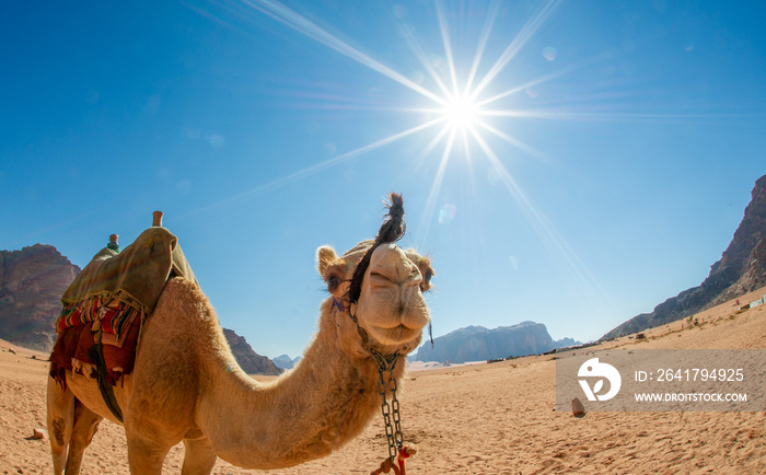 约旦瓦迪拉姆沙漠中的骆驼