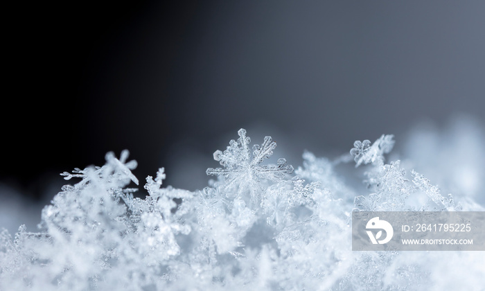 natural snowflakes on snow, winter