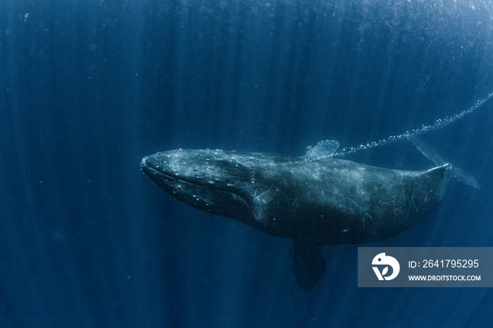 A Humpback Whale breathe out