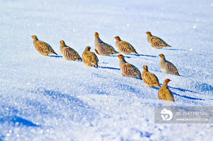 Winter and partridges. Winter nature background.