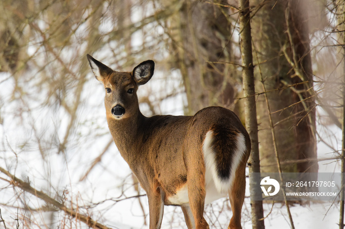 Whitetail deer standing in snowy forest