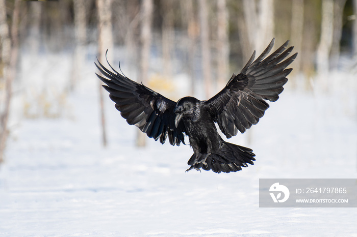 A beautiful raven (Corvus corax) landing on the snow