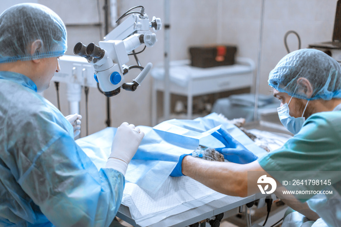 A professional ophthalmologist performs eye surgery with a microscope. The anesthesiologist controls