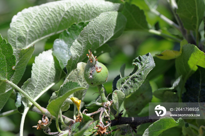 苹果果实被Hoplocampa testudinea、苹果锯蝇或欧洲苹果锯蝇（klug）破坏。苹果p