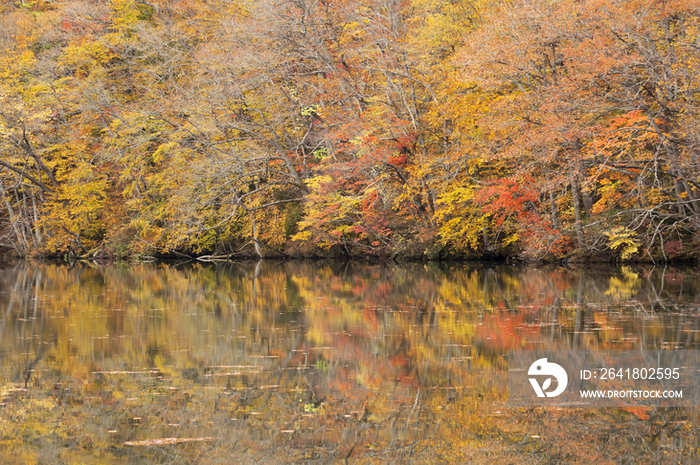 Autumn View of Tsutanuma, Aomori Prefecture, Japan