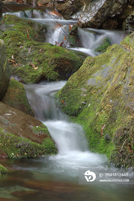 Italy, Liguria, Genoa, Aveto Park, stream 