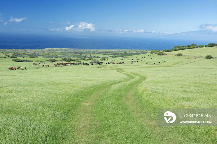 Kohala, Horse Ranch