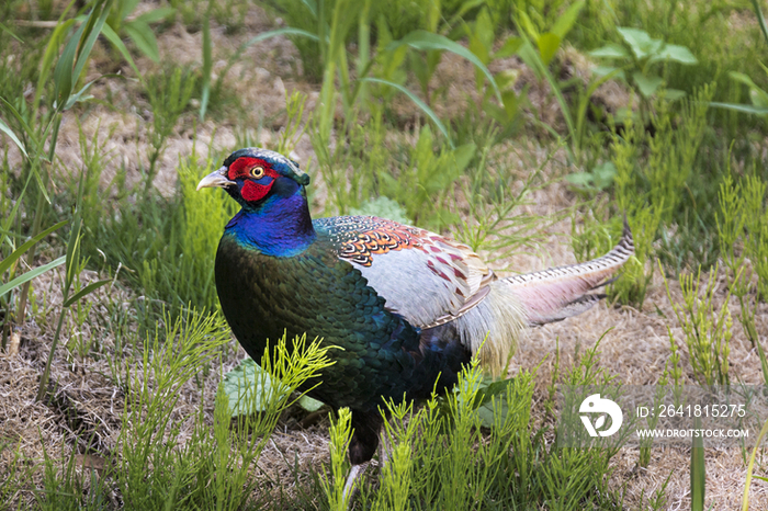 Male Pheasant,Funabashi,Chiba,Japan