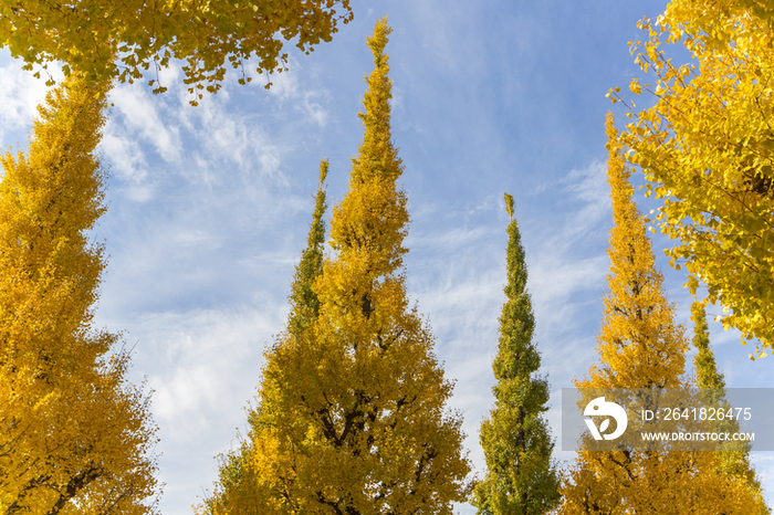 Gingko trees in Jingu, Tokyo, Japan