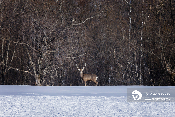 Deer standing on snowland