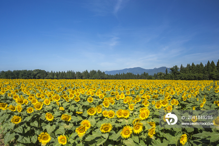 Sunflower fields in Niigata Prefecture,Japan