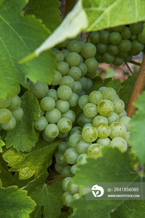 Grapes at vineyard