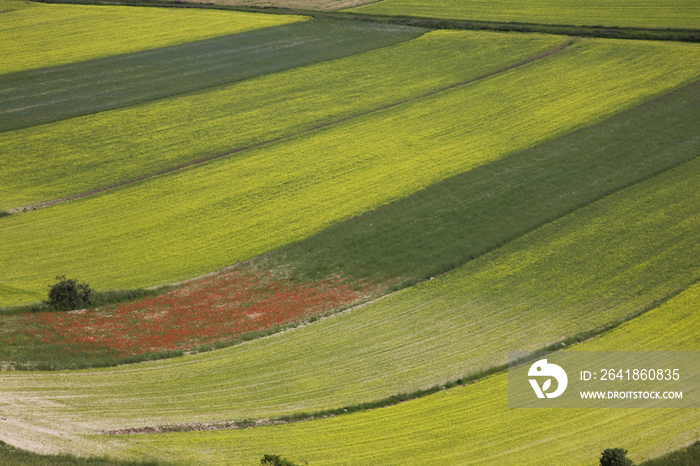 Italy, Umbria, Castelluccio di Norcia, lentils field