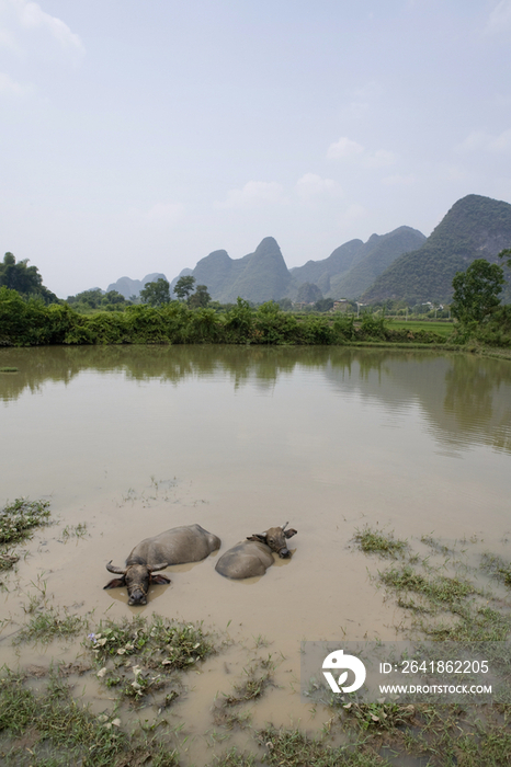 桂林漓江里的水牛