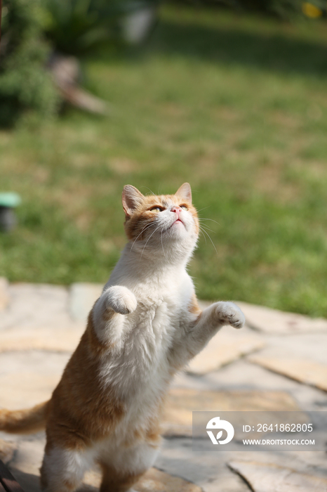 一只可爱的花斑猫