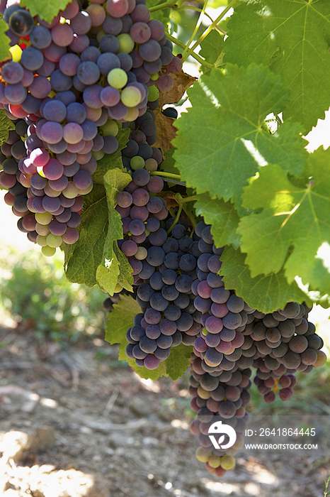 Red grapes on vine, France