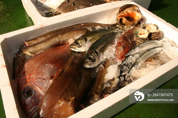 鮮魚詰め合わせ