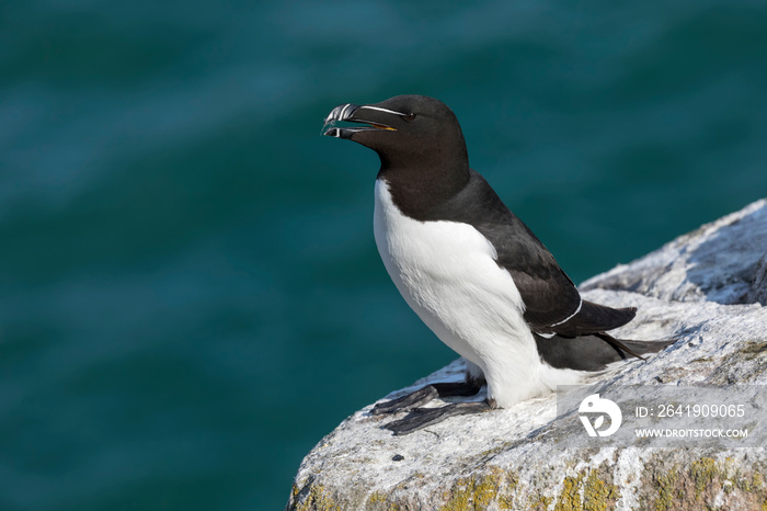 Razorbill