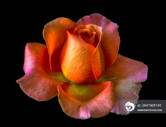 macro of an orange pink yellow rose blossom on black background, bright colored fine art still life 