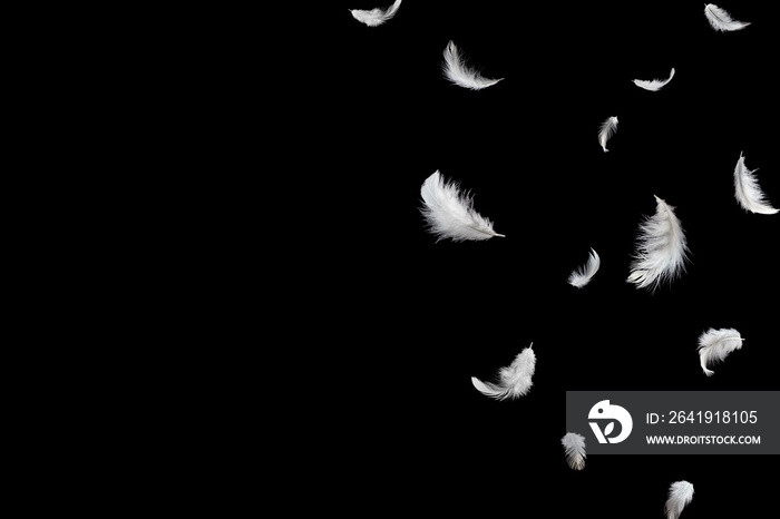 羽毛抽象背景。白色羽毛在空中飘落。在黑色背景上隔离。