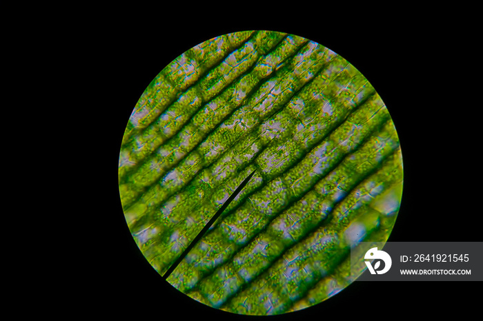 通过显微镜观察到的水草细胞中的绿叶颗粒，也称为叶绿体。生物学