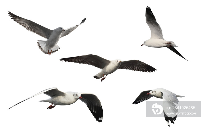 set of seagulls isolated on white background - clipping paths