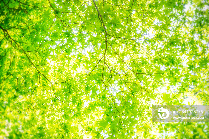 新緑の木漏れ日　 Sunshine filtering through foliage