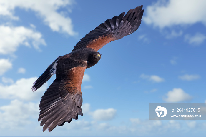 Harris Hawk in Flight in a Cloudy Sky