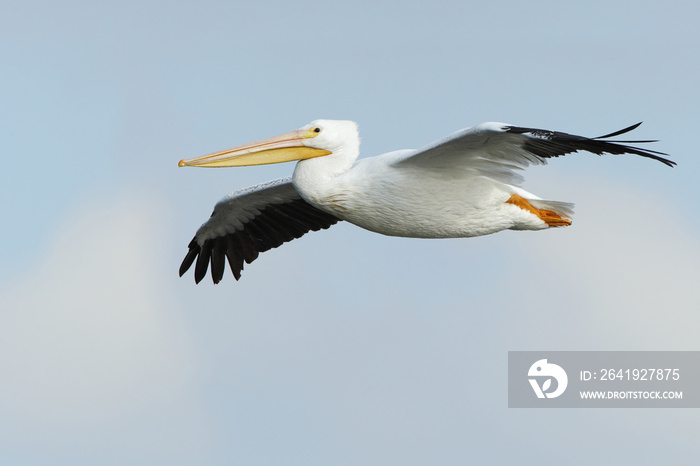 American white pelican (Pelecanus erythrorhynchos) flying, Bolivar Peninsula, Texas, USA