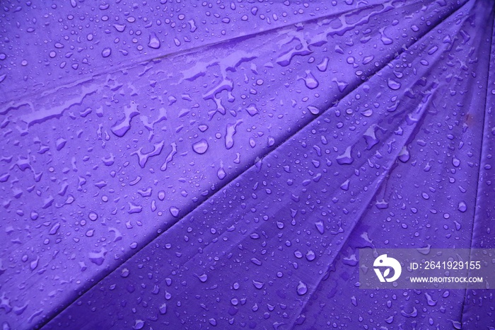 rain water drop on purple umbrella background with copy space for add text