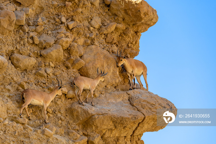 Ibex, Ein gedi National Reserve Park, Dead sea, Israel.