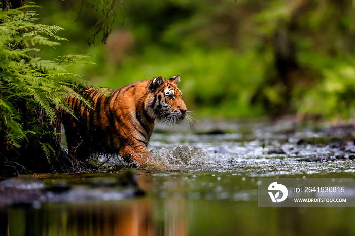 The largest cat in the world, Siberian tiger, hunts in a creek amid a green forest. Top predator in 