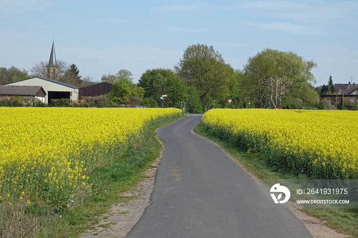 Weg bei Babenhausen-Langstadt