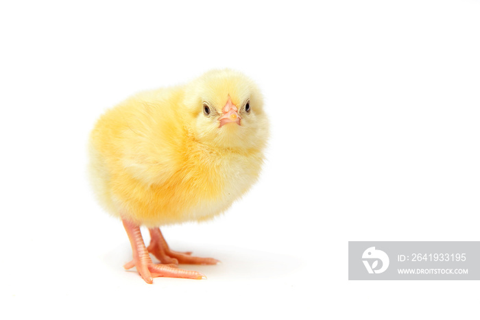 Newborn yellow chicken on a white background in the studio