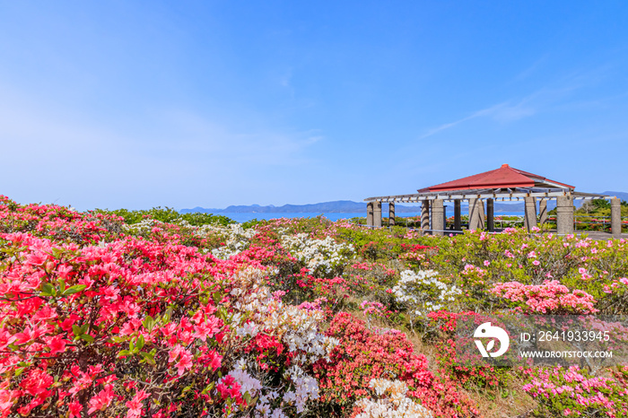 西海国立長串山公園のつつじ　長崎県佐世保市　Azalea Nagasaki-ken Sasebo city Saikai National Park Nagakushiyama park