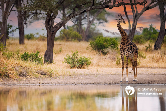 非洲野生长颈鹿在东非坦桑尼亚水坑喝水