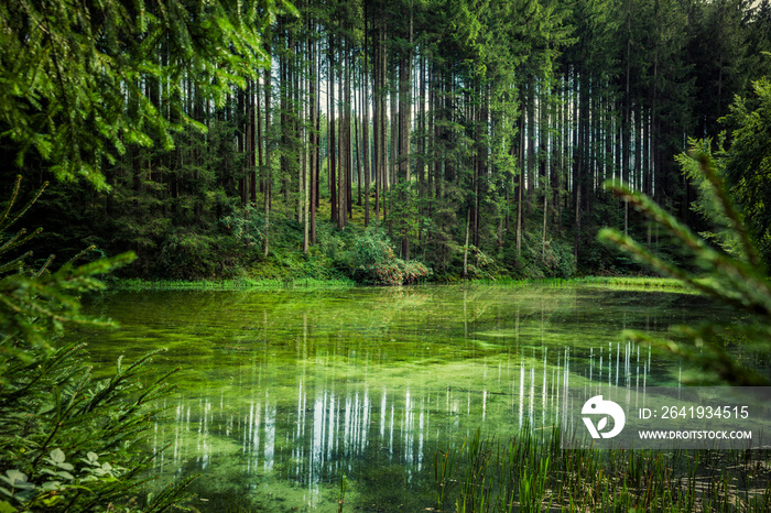 Wasserspiegelung an einem Grünen Waldsee