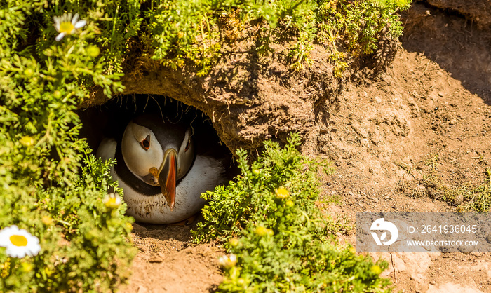 苏初，一只海雀从斯科默岛（大西洋海雀的繁殖地）的洞穴里偷窥