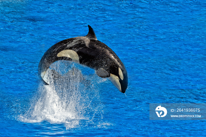 orca killer whale while jumping