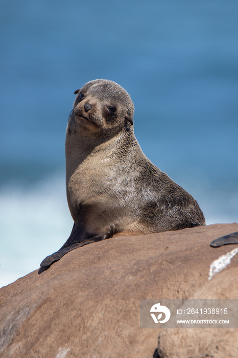 南非西海岸的开普毛皮海豹幼崽